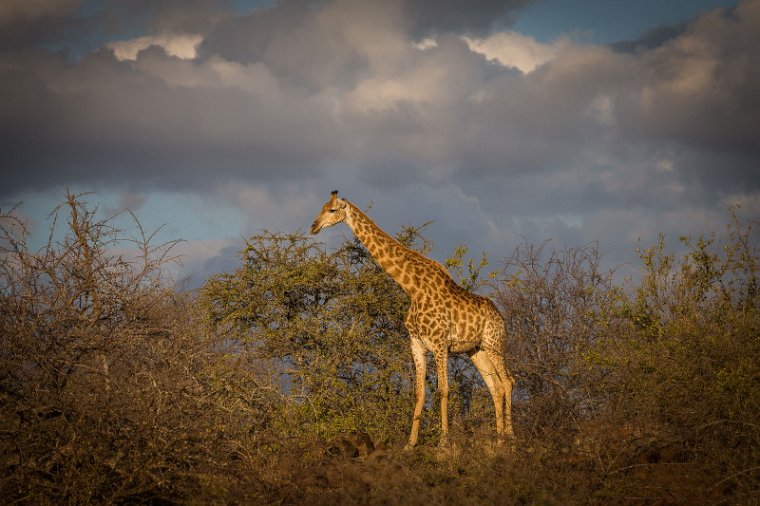 102 Kruger National Park, giraf.jpg